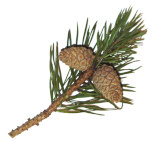 Pine tree sprig with two fir cones